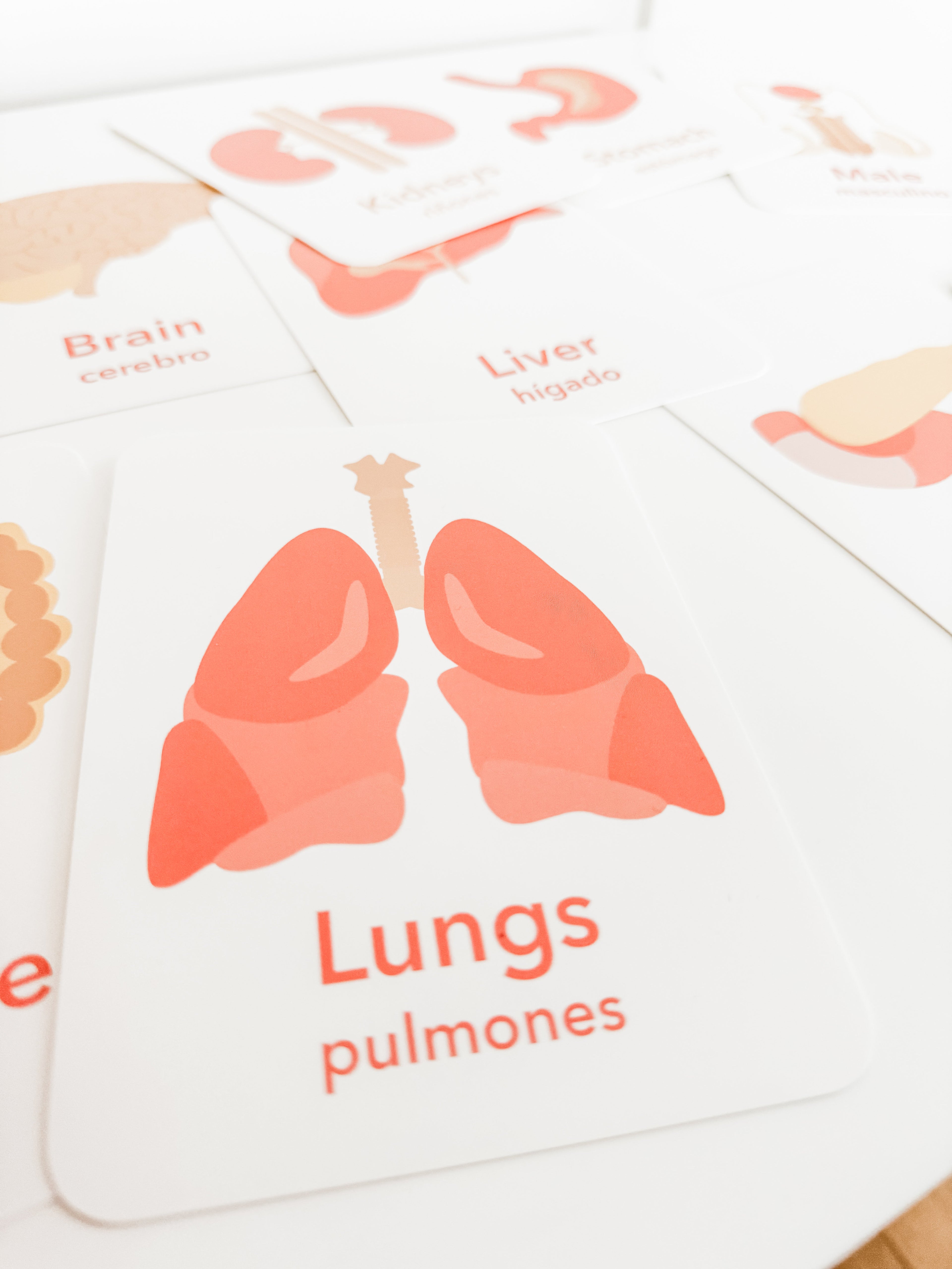 Organs Flashcards