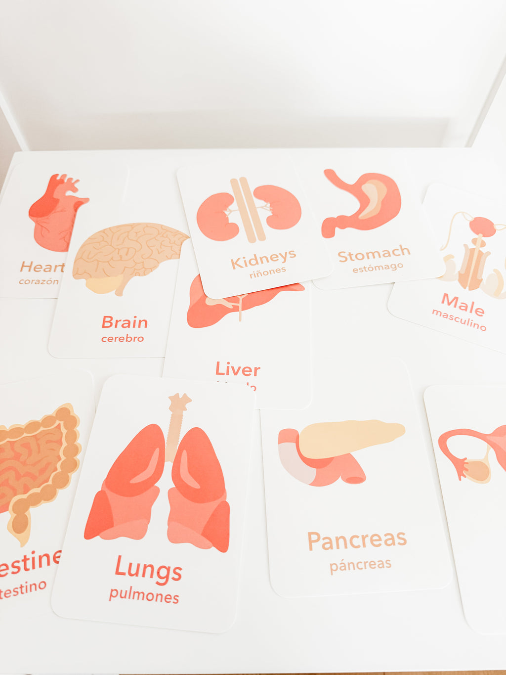 Organs Flashcards