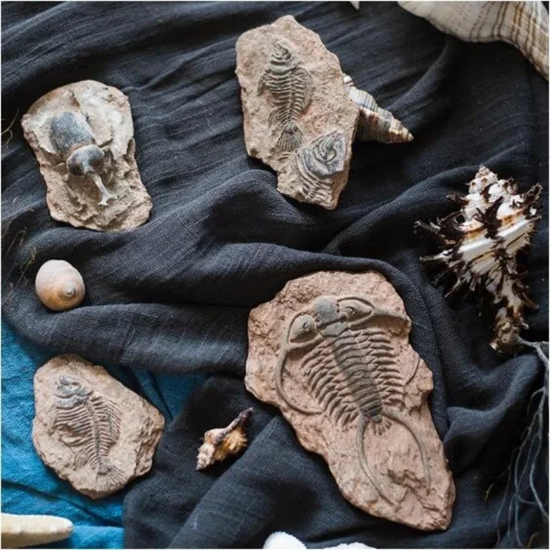 DecorBites™ Fossil Series Art Refrigerator Stickers: Fish Bone Beetle Marine Insect Specimen