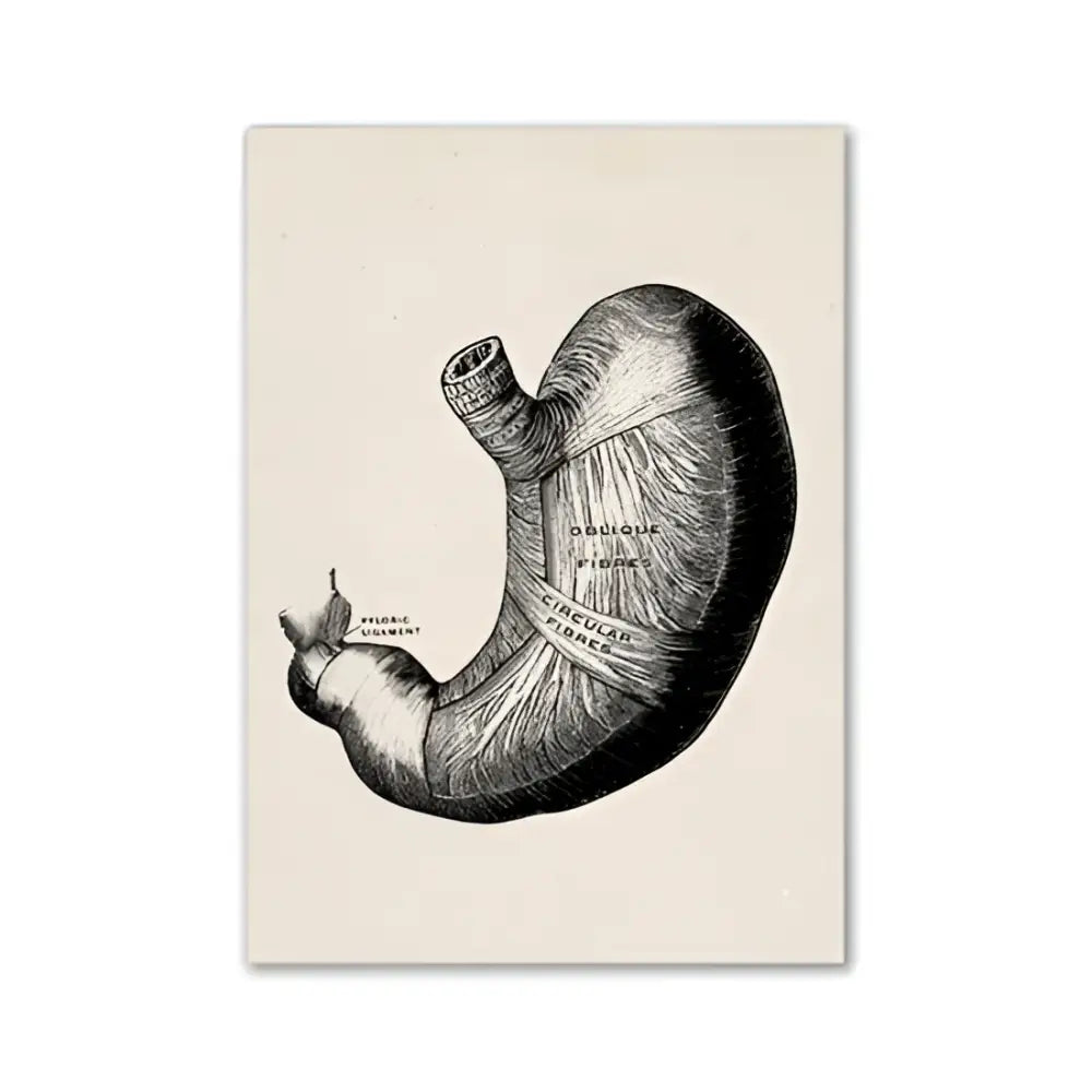 Vintage human anatomy skull art print bedroom ink illustration