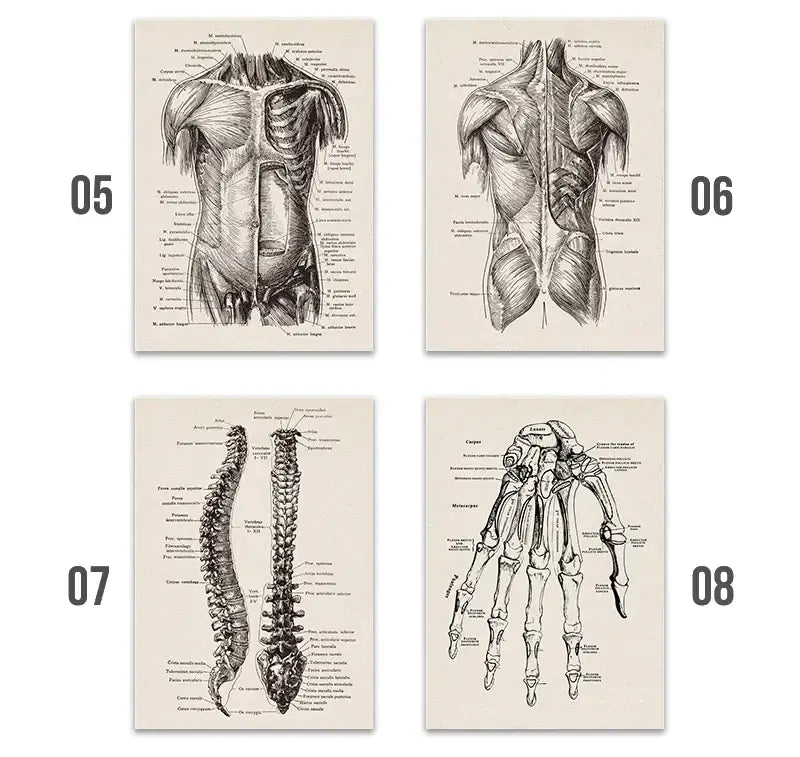 Vintage human anatomy skull art print bedroom ink illustration