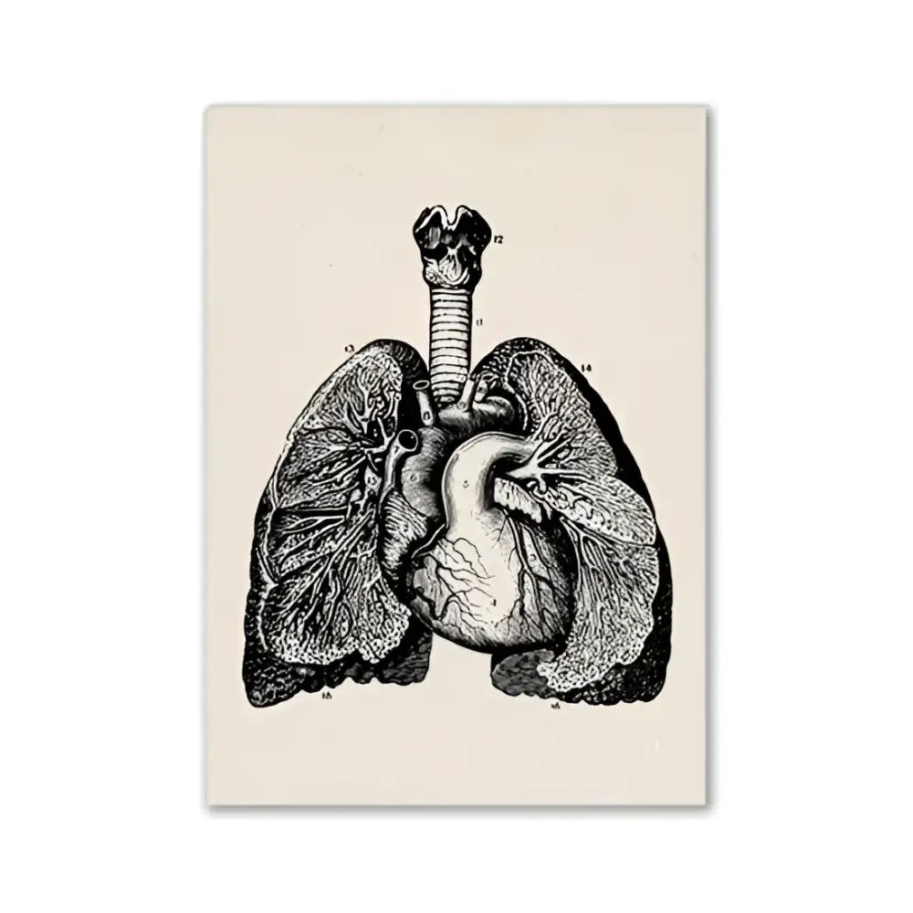 Vintage human anatomy skull art print bedroom ink illustration