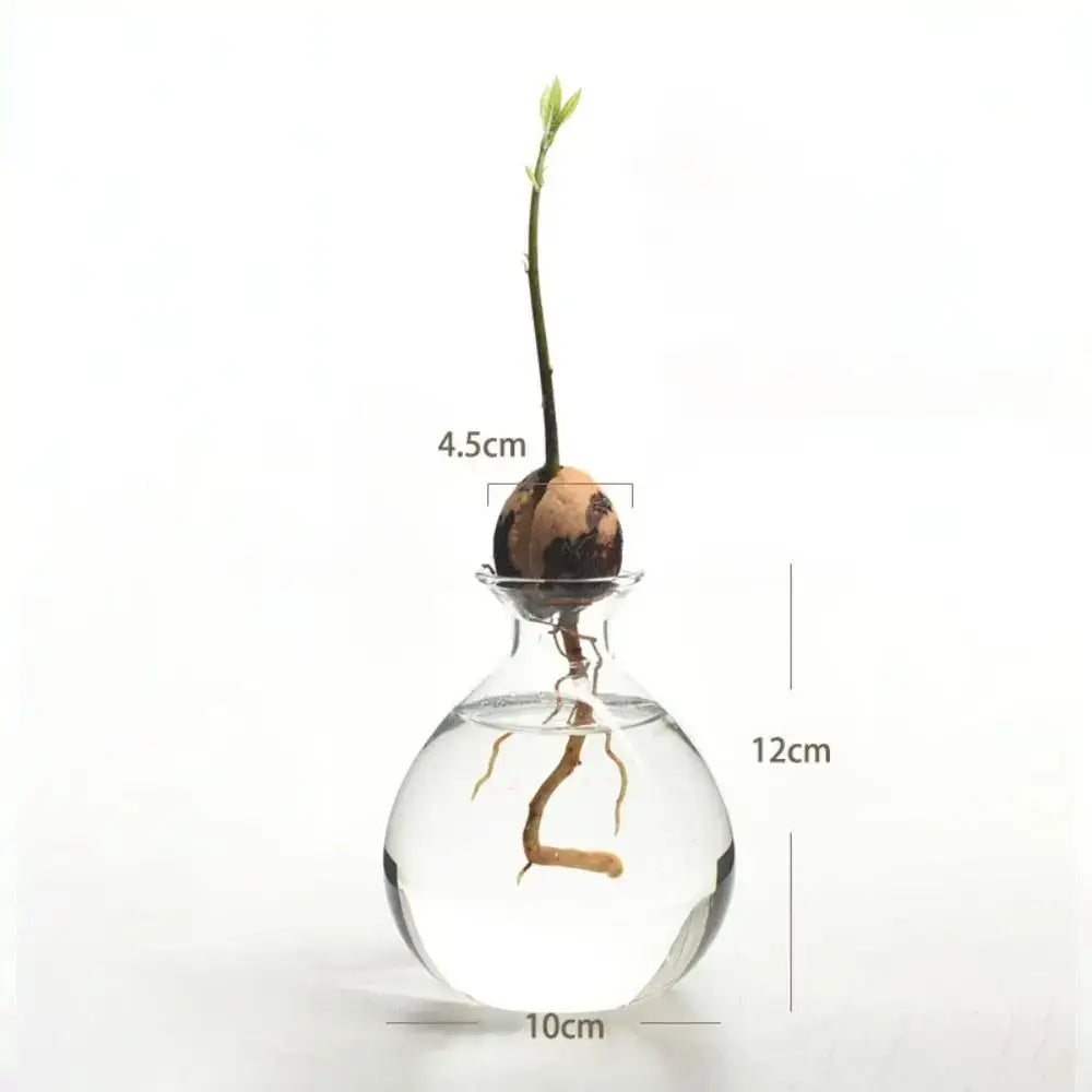 Clear glass avocado seed starter hydroponic vase for kitchen windowsills