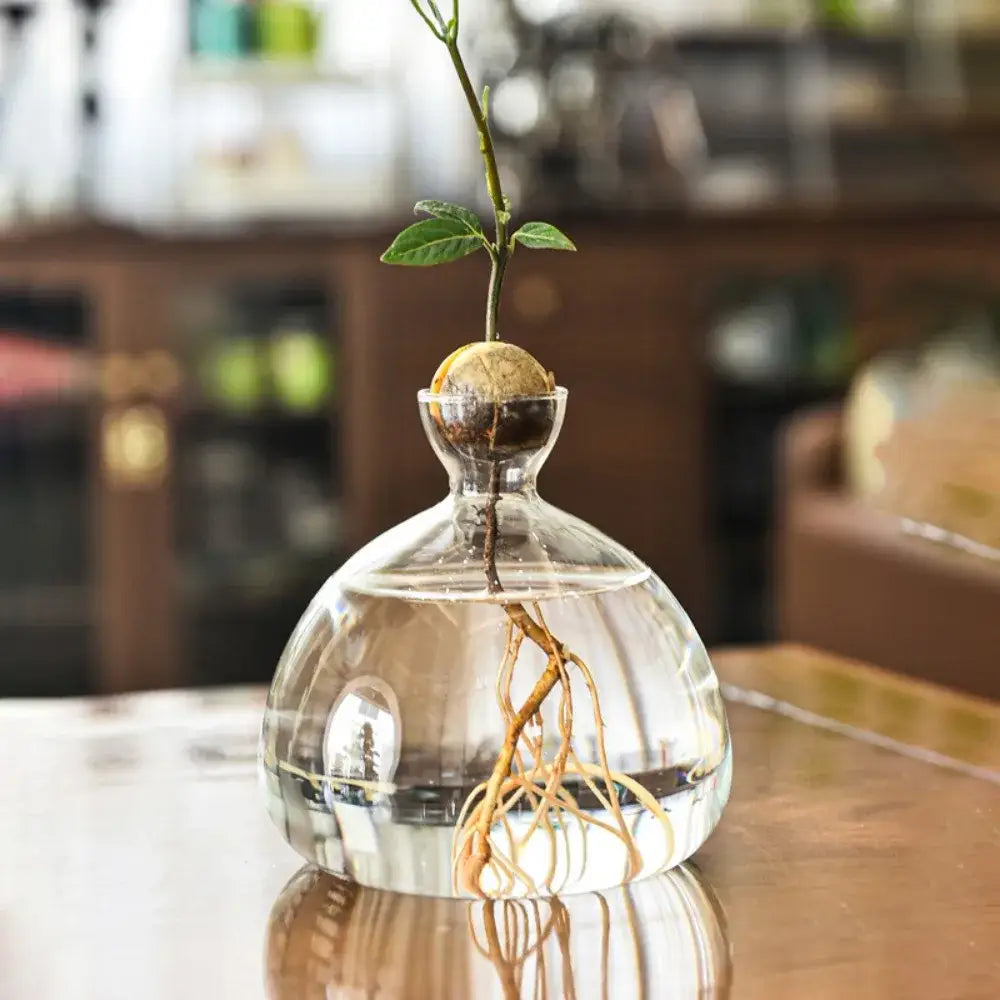 Clear glass avocado seed starter hydroponic vase for kitchen windowsills