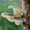 Realistic fan shaped pale artificial mushroom fungus garden tree decor