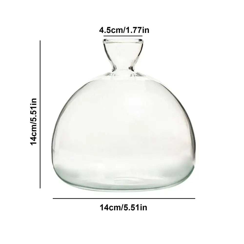Clear glass avocado seed starter vase kitchen root grower