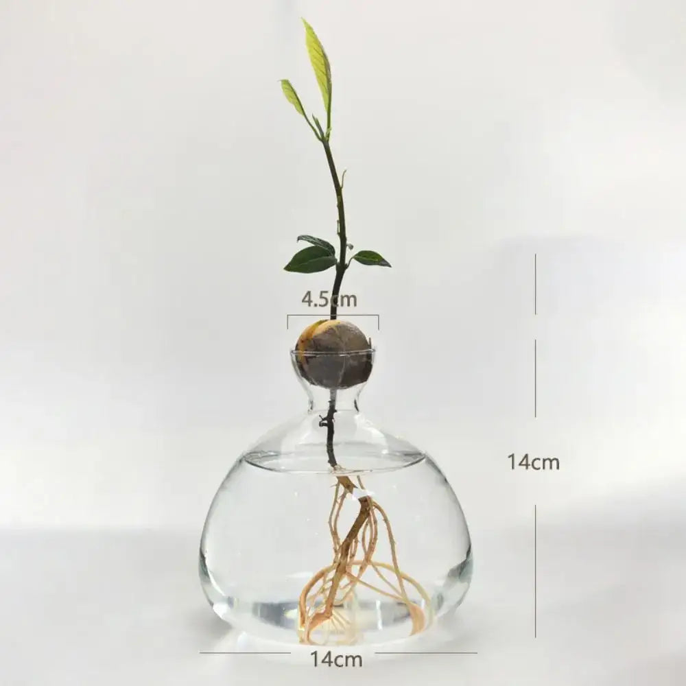 Clear glass hydroponic avocado starter kit kitchen decor growing vase