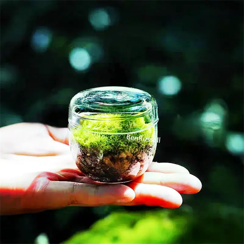 Mini moss glass vase terrarium with landscape moss for living room