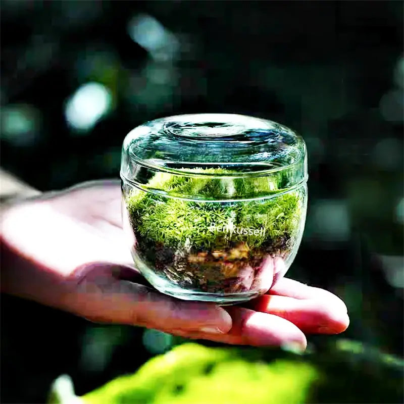 Mini moss glass vase terrarium with landscape moss for living room