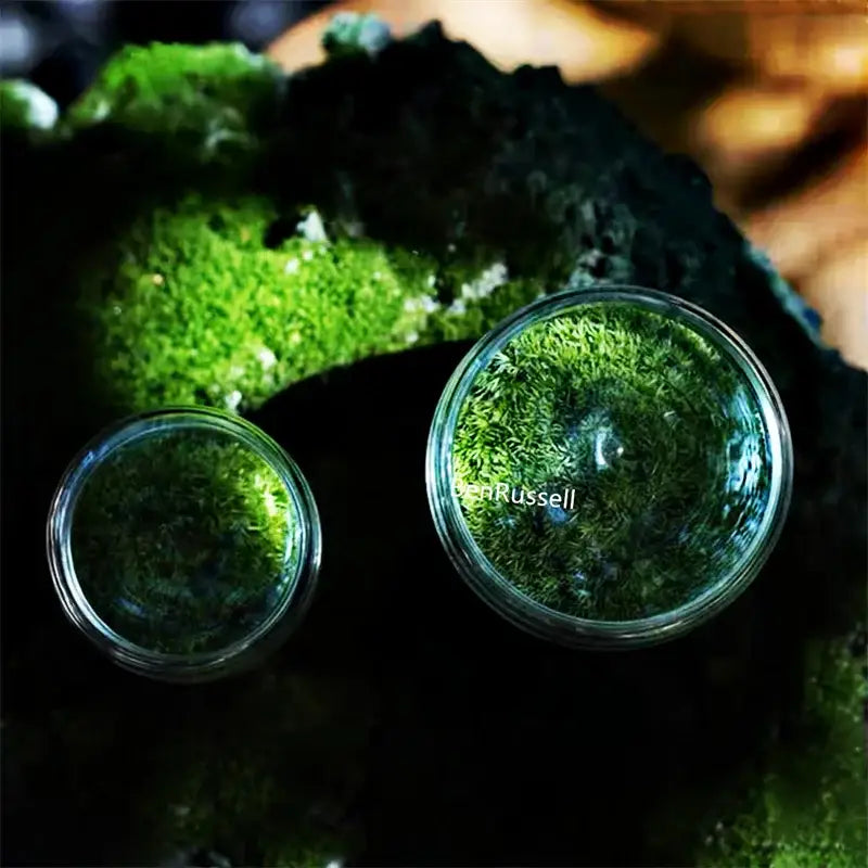 Mini moss glass vase terrarium with landscape moss for living room