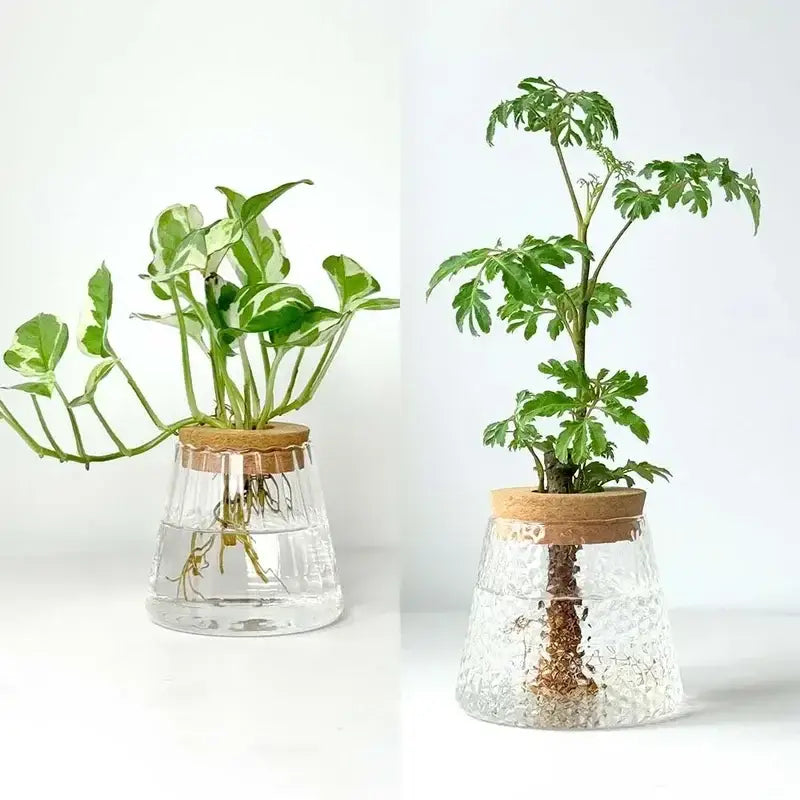 Mini nordic glass hydroponic planter with wood lid living room decor