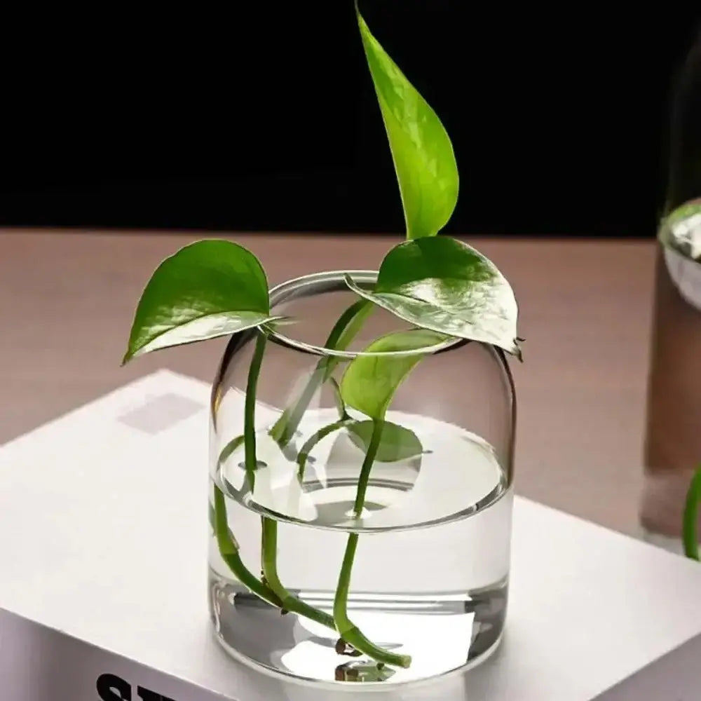 Modern hydroponic plant glass flower vase for living room decor