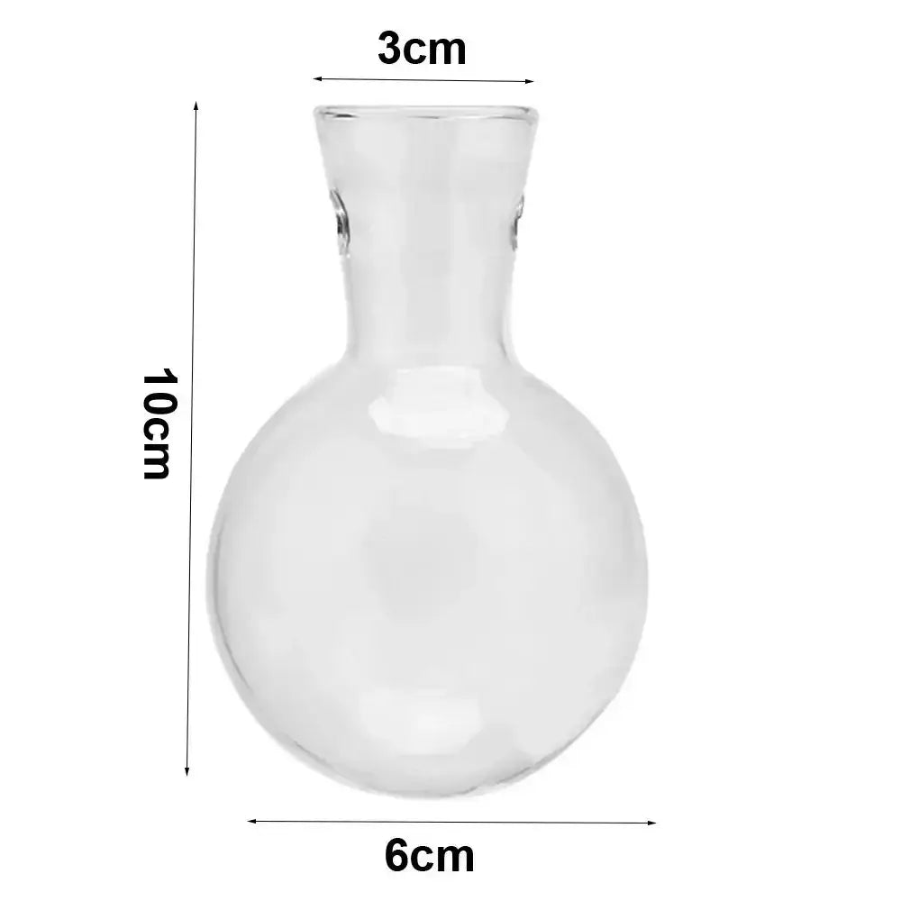 Clear glass avocado seed starter trio kitchen grow vases