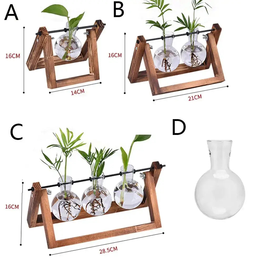 Clear glass avocado seed starter trio kitchen grow vases