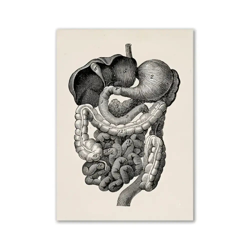 Vintage beige human digestive system anatomy artwork – kitchen wall art