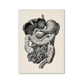 Vintage beige human digestive system anatomy artwork – kitchen wall art