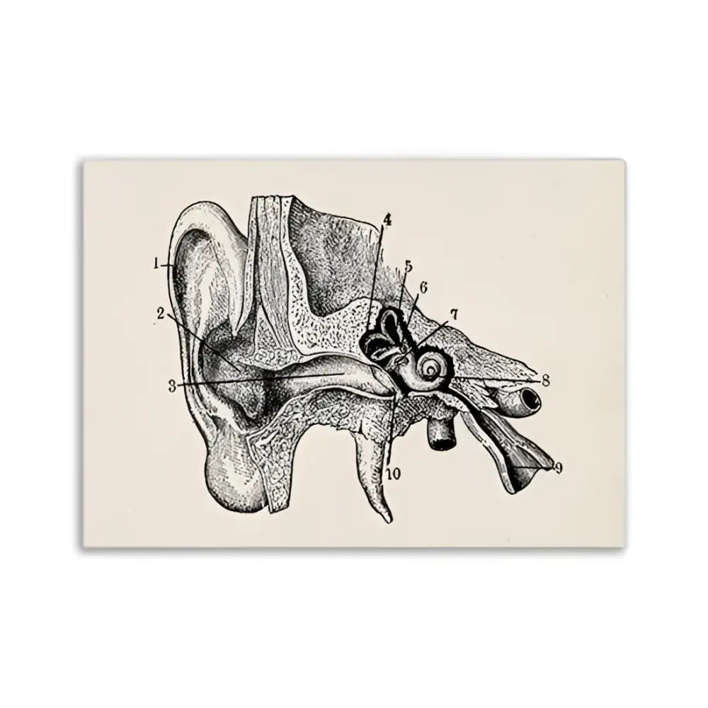 Vintage human anatomy ear canvas print medical bedroom wall art