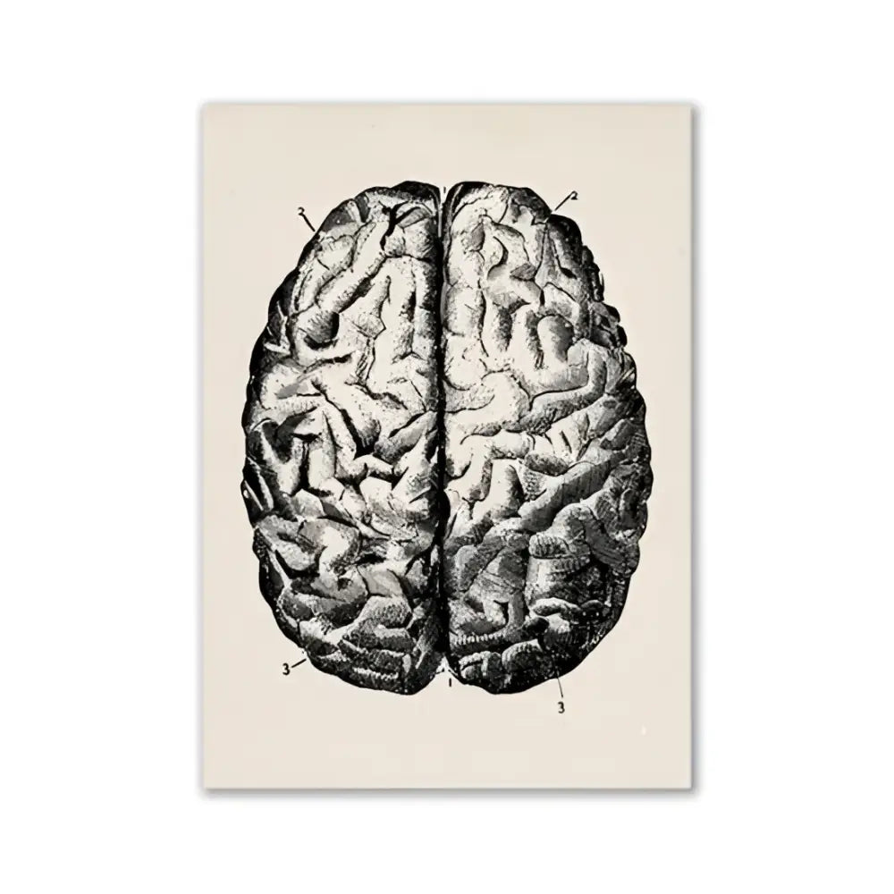 Vintage human anatomy skeleton canvas art for study or bedroom