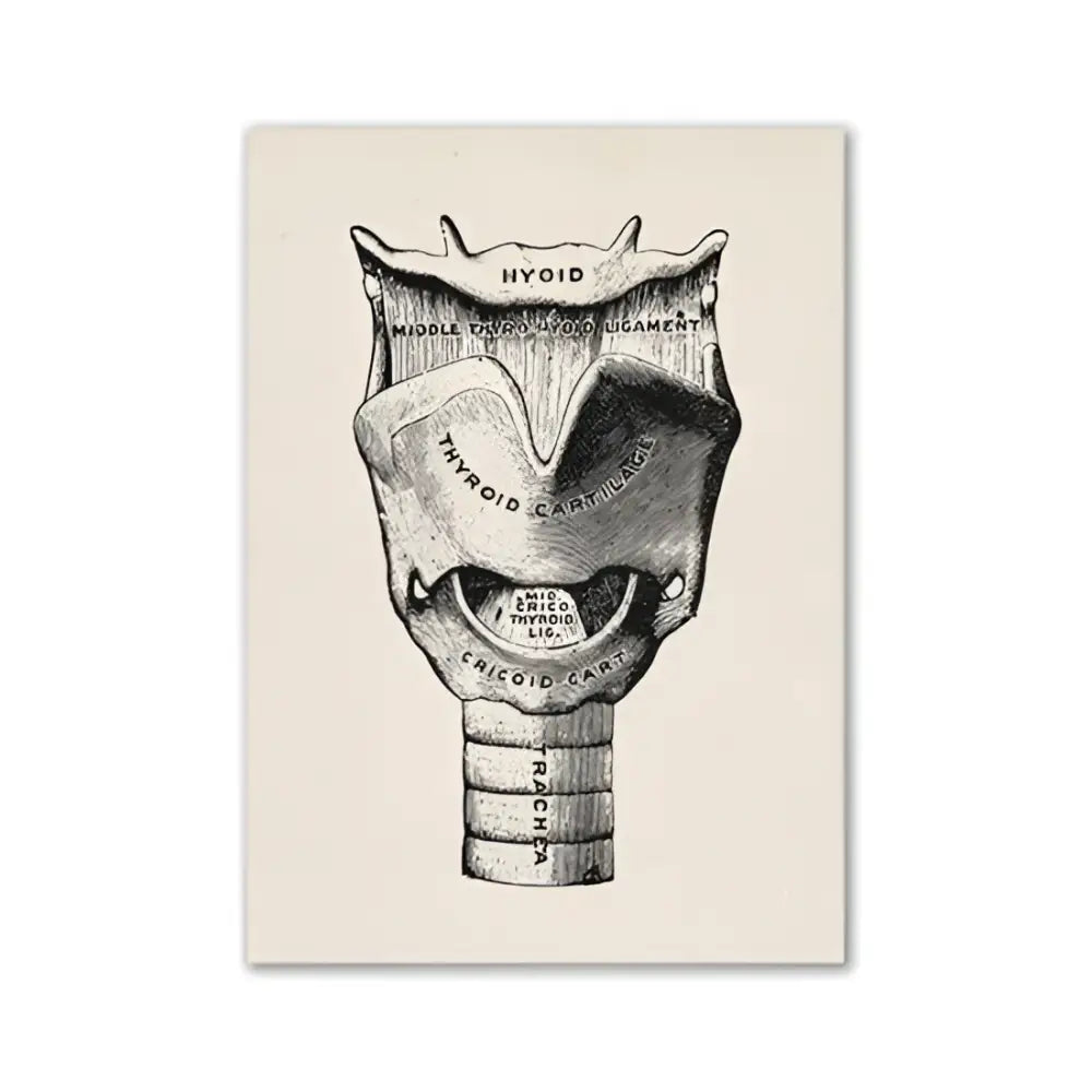 Vintage human anatomy eye diagram print cream office wall art