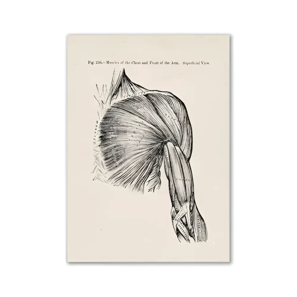 Vintage human anatomy ribcage canvas print office wall art