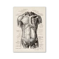 Vintage human anatomy canvas art print for study or living room