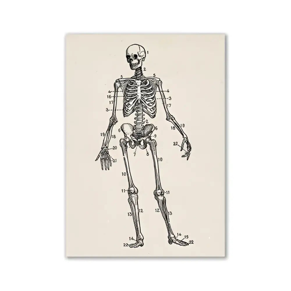 Vintage human anatomy foot skeleton canvas print bedroom wall art