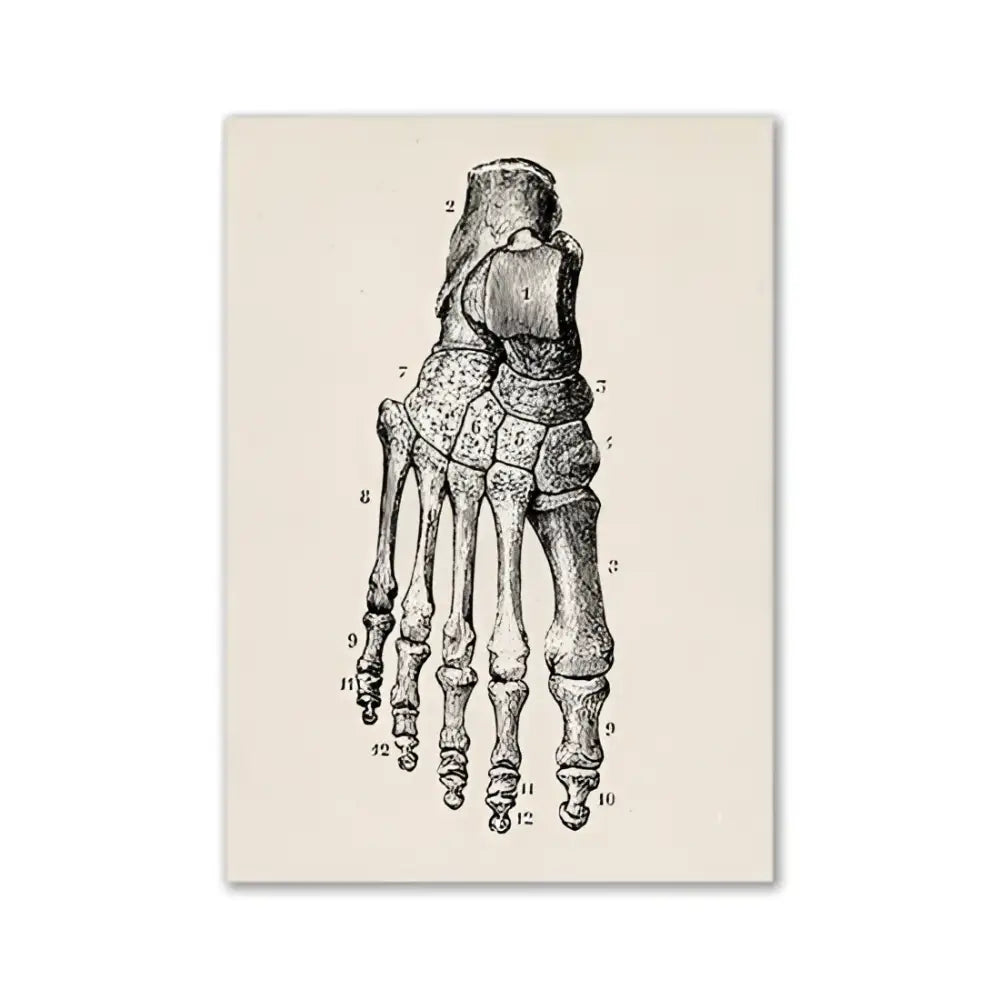 Vintage human anatomy back muscle canvas print for study or bedroom