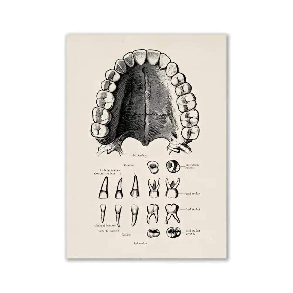 Vintage human anatomy foot skeleton canvas print bedroom wall art