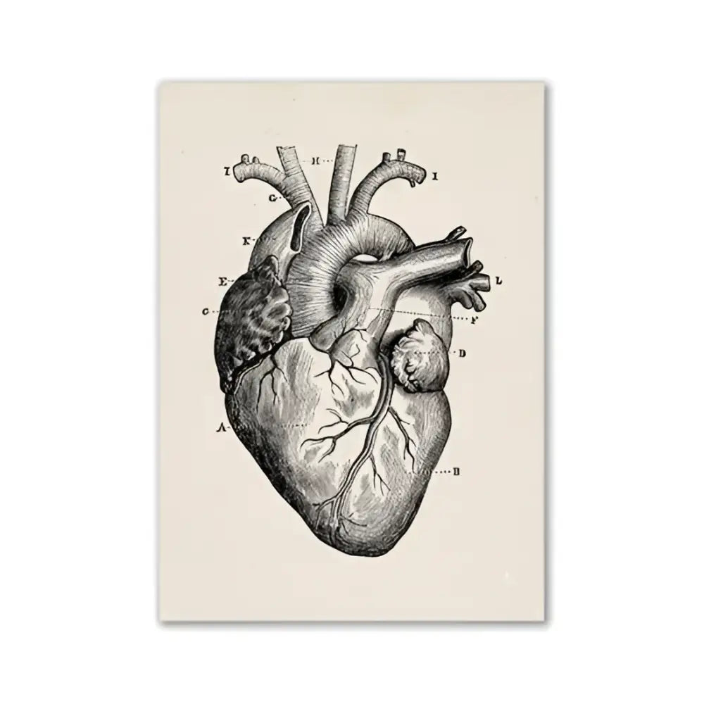 Vintage human anatomy skeleton canvas print for study or living room