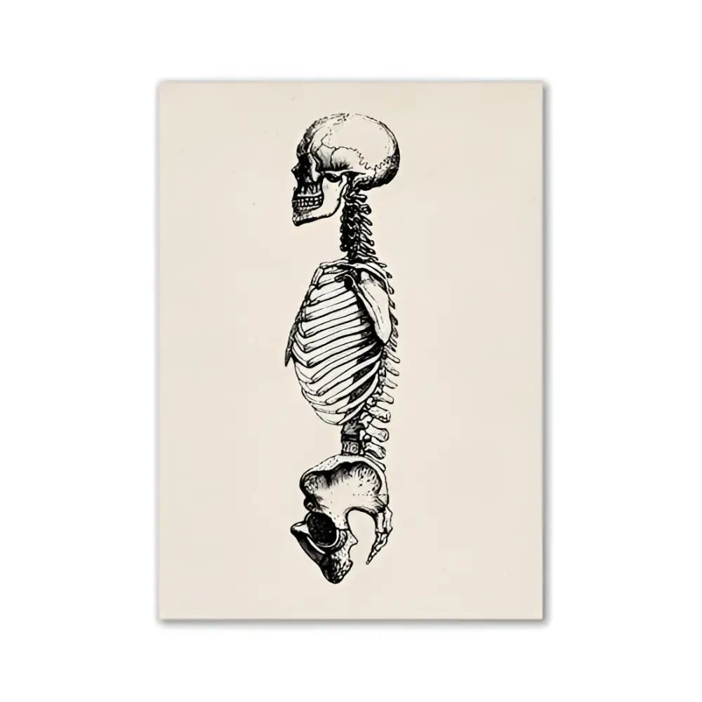Vintage human anatomy skeleton canvas print for study or living room