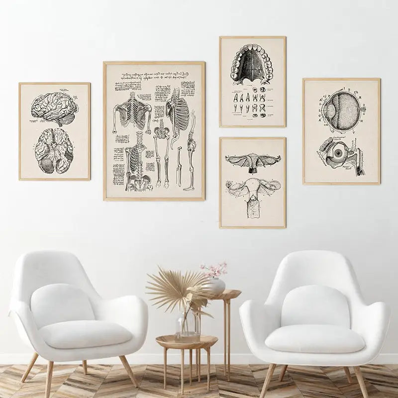 Vintage human anatomy skeleton canvas print for study or living room