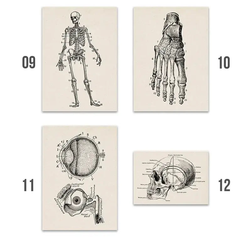 Vintage human anatomy ribcage canvas print office wall art