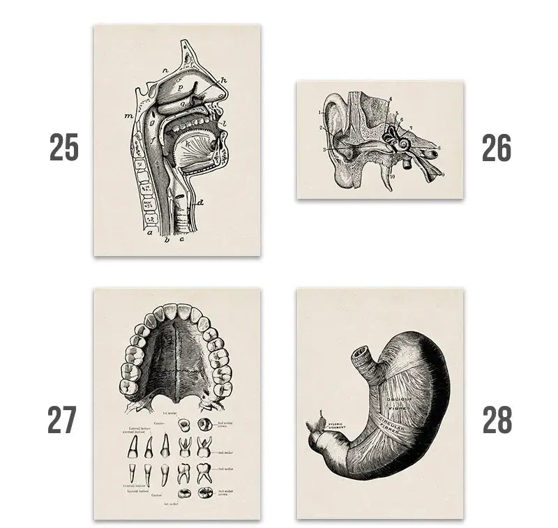 Vintage human anatomy back muscle canvas print for study or bedroom