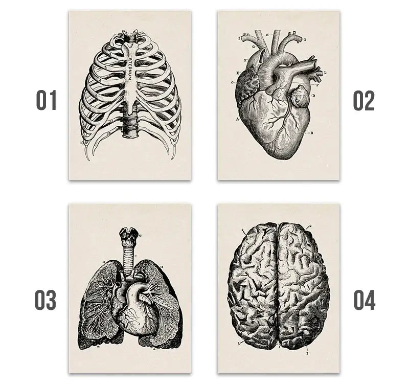 Vintage human anatomy eye diagram print cream office wall art