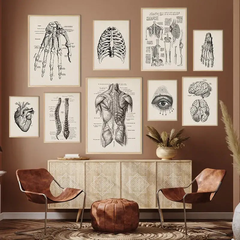 Vintage human anatomy skeleton canvas print for study or living room