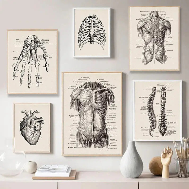 Vintage human anatomy canvas art print for study or living room