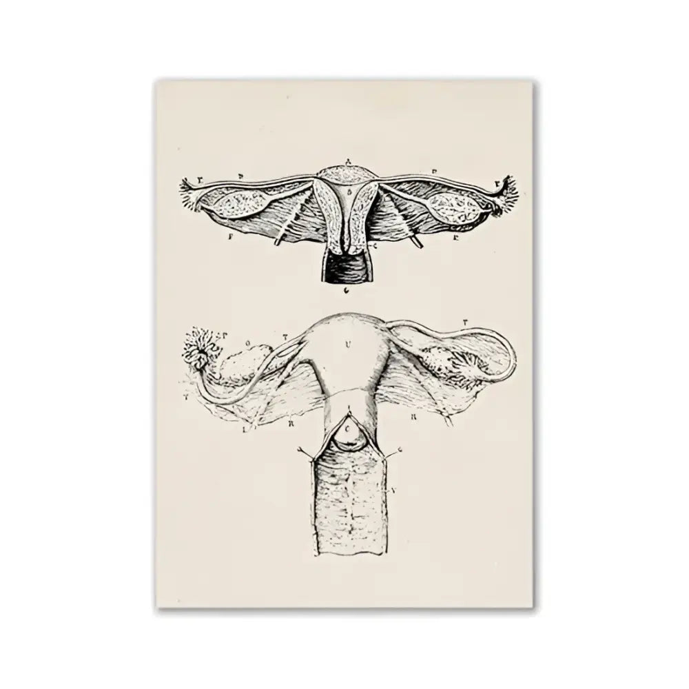 Vintage human anatomy brain canvas print for study or living room