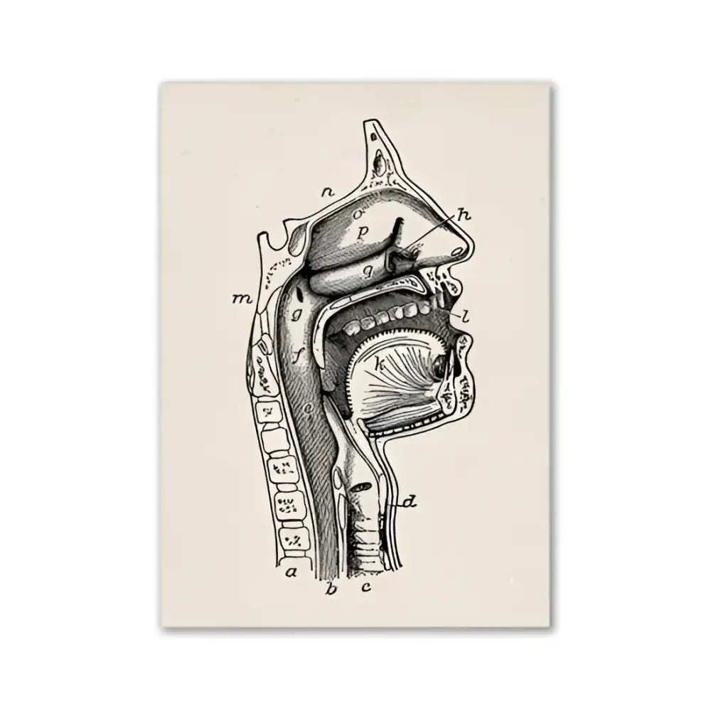 Vintage human anatomy brain canvas print for study or living room