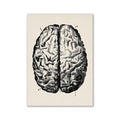 Vintage human anatomy brain canvas print for study or living room