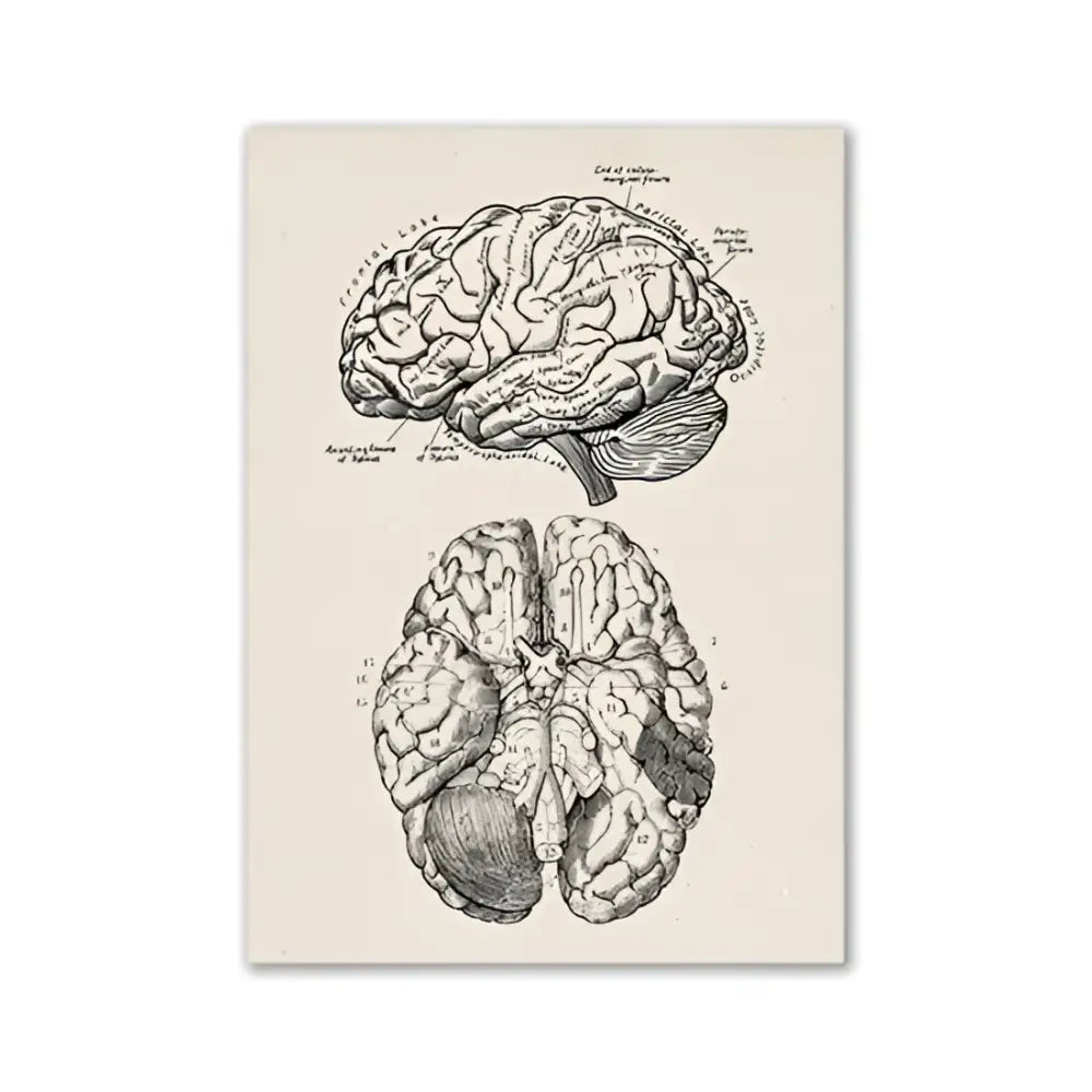 Vintage human anatomy brain canvas print for study or living room