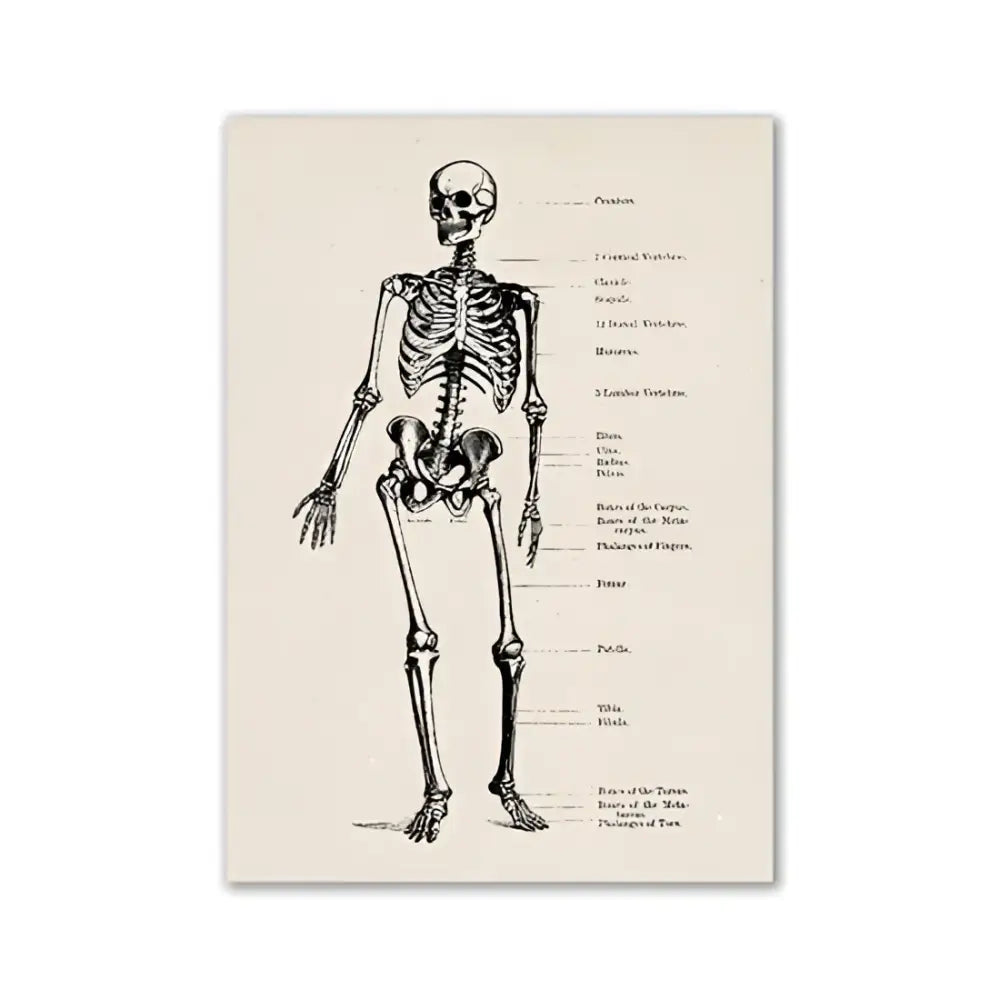 Vintage human anatomy sepia skeleton canvas print for study or bedroom