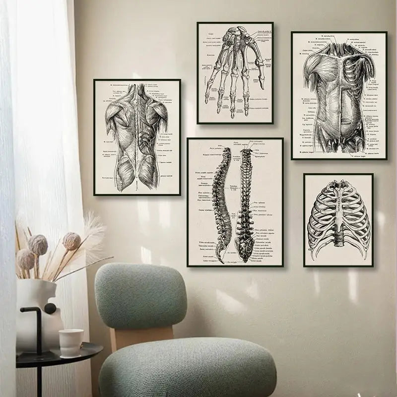 Vintage human anatomy sepia skeleton canvas print for study or bedroom