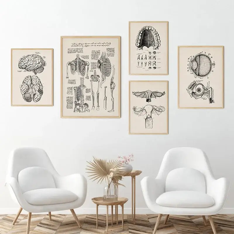 Vintage human anatomy sepia skeleton canvas print for study or bedroom