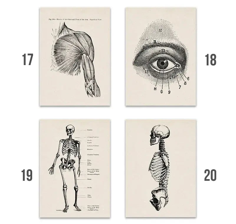 Vintage human anatomy sepia skeleton canvas print for study or bedroom