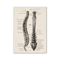 Vintage human anatomy spine canvas print bedroom wall art