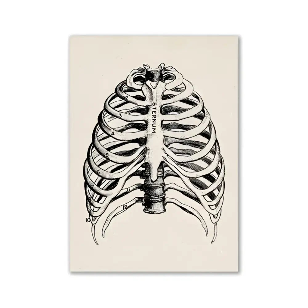 Vintage human anatomy stomach canvas print dining room wall art