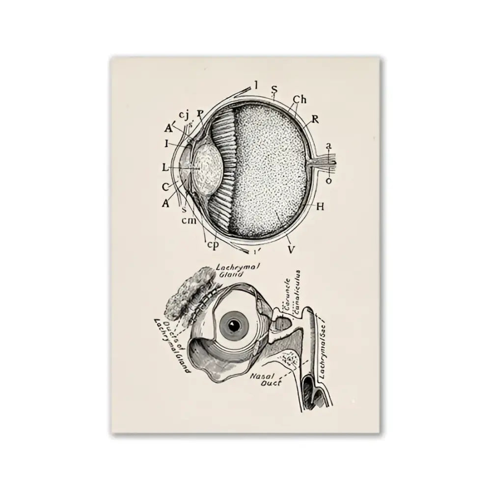 Vintage human anatomy stomach canvas print dining room wall art