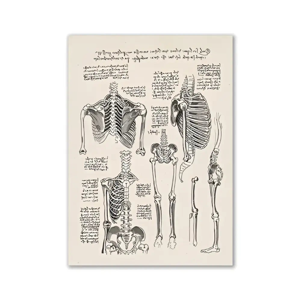 Vintage human anatomy spine canvas print bedroom wall art