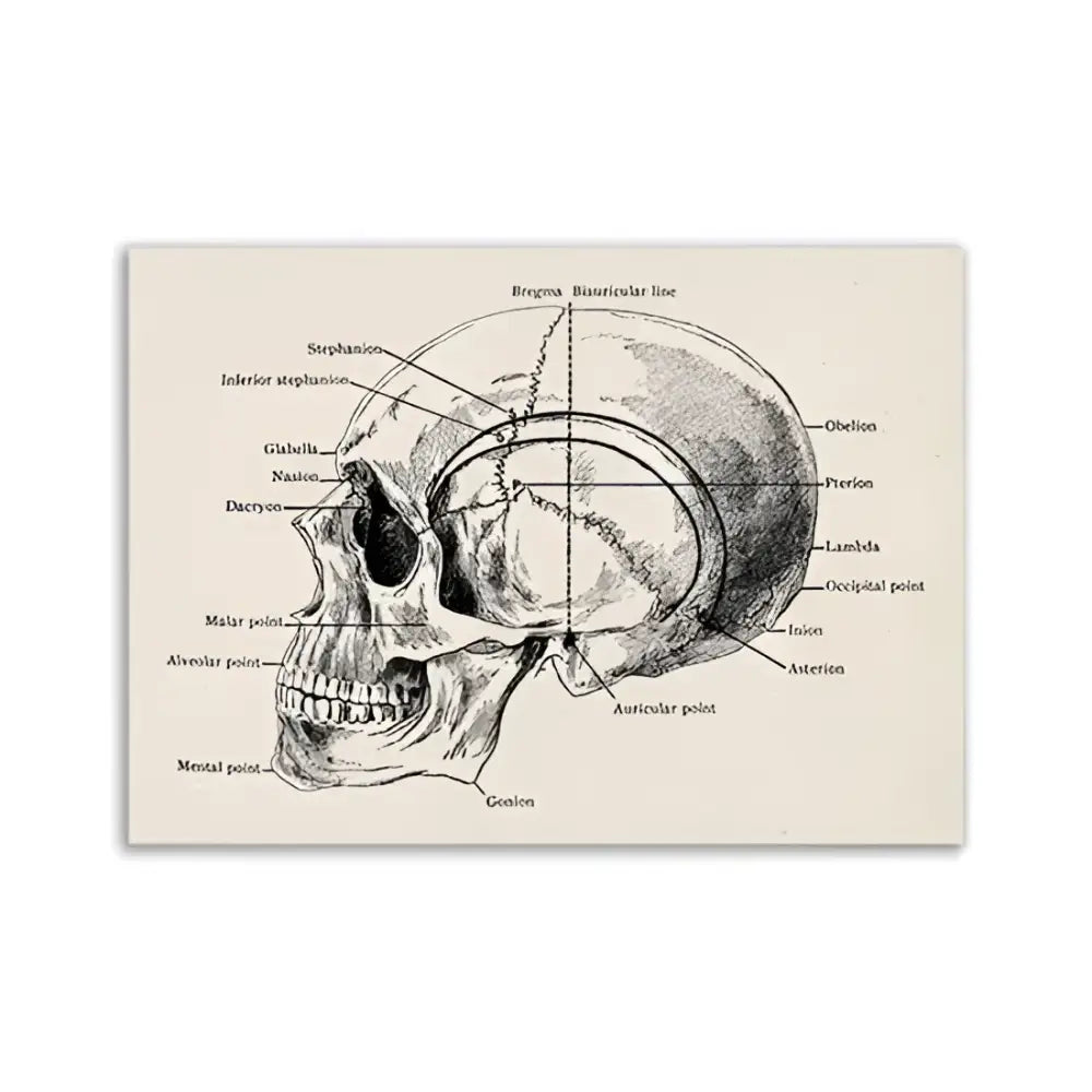 Vintage human anatomy spine canvas print bedroom wall art