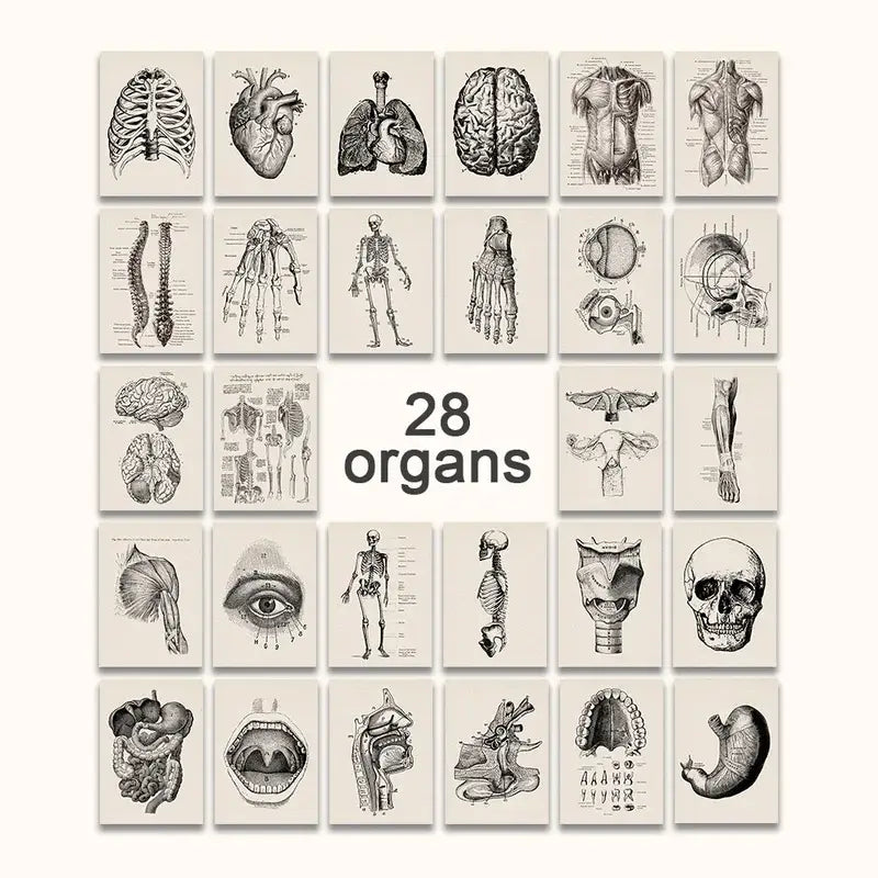 Vintage human anatomy spine canvas print bedroom wall art